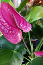 Rose pink Anthurium flower seeds (Anthurium andraeanum) for planting in home garden