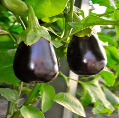 Black Aubergine - Heirloom, Non - Gmo Seeds