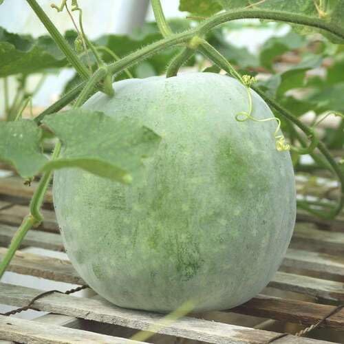 Green Ash Gourd - Heirloom, Non - Gmo Seeds