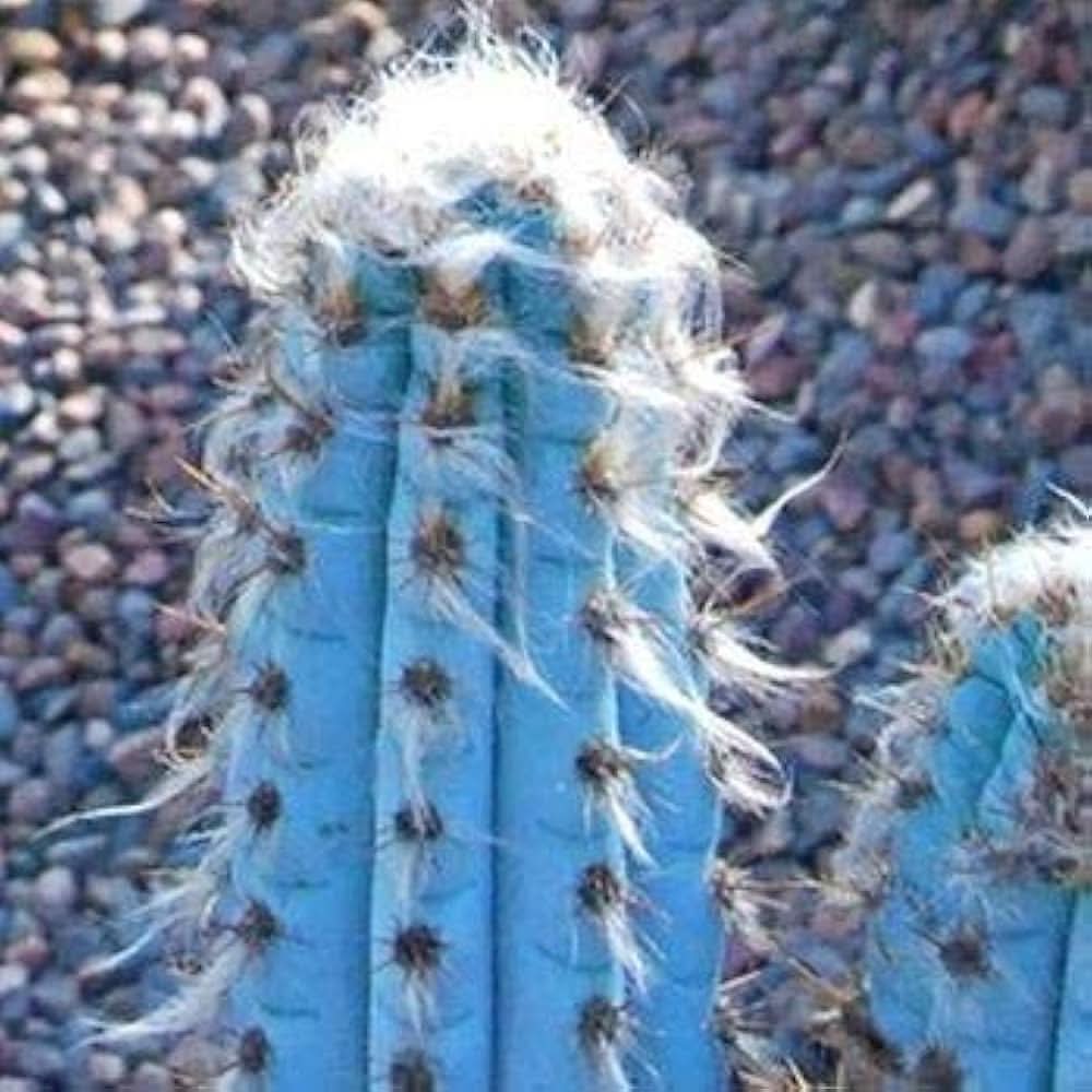 Blue Cactus Pilosocereus Pachycladus Flower Seeds for Planting in Indoor Pots and Decorative Rock Gardens