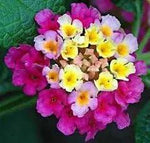Feston Purple Yellow Rose Flower Seeds - Non-GMO Heirloom Garden Seeds for Planting and Growing Dhara Seeds