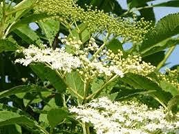Elderflower Tree Heirloom Non Gmo Image