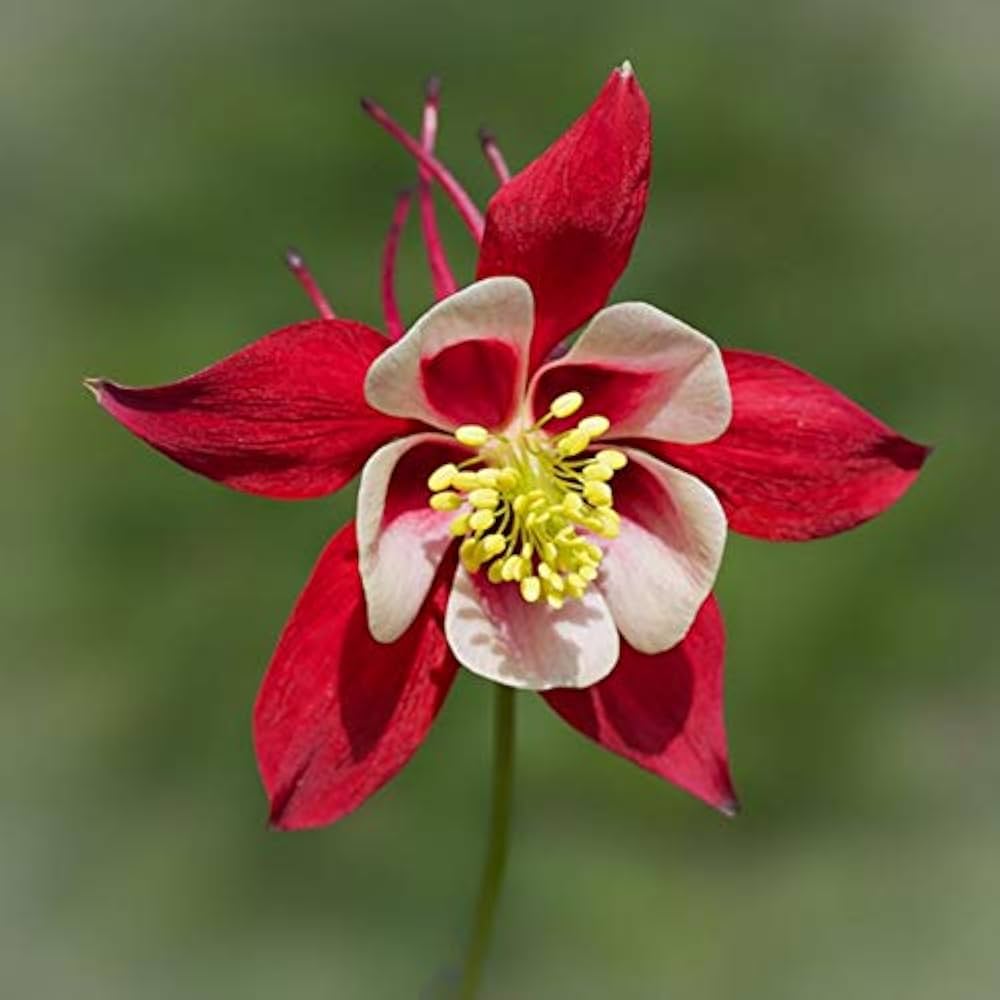 Columbine Aquilegia Vulgaris Red Calvario Flower Seeds for Planting – Perfect for Pollinator-Friendly Home Gardens