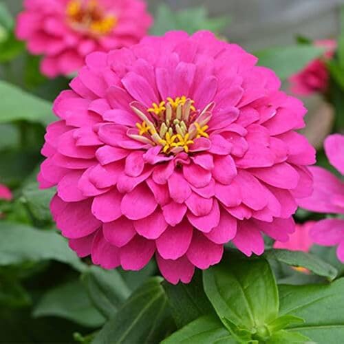 Pink Zinnia Flower - Heirloom, Non - Gmo Seeds