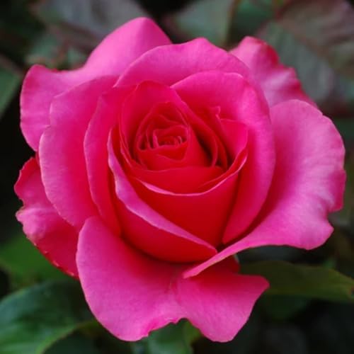 Giant Rose Flower Pink - Heirloom, Non - Gmo Seeds