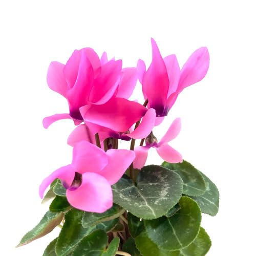 Pink Cyclamen Flower - Heirloom, Non - Gmo Seeds