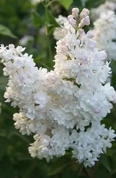 Lilac Flower Seeds for Planting -NON GMO Seeds Dhara Seeds