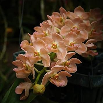 Rhynchostylis Gigantea Orange Orchid Blossom Heirloom Non Gmo Image