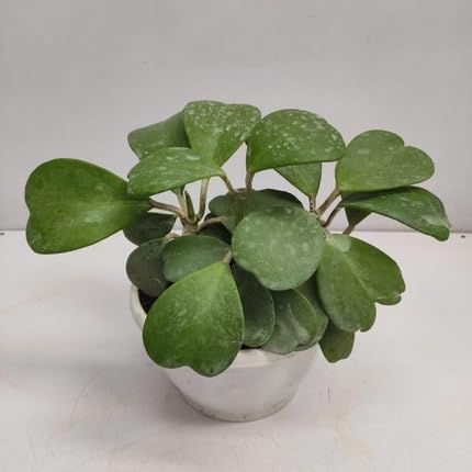 Hoya Kerrii - Heirloom, Non - Gmo Seeds