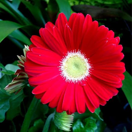 Red Gerbera Flower - Heirloom, Non - Gmo Seeds