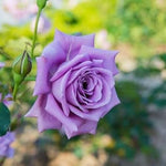 Rose Flower Purple Heirloom Non Gmo Image