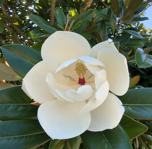 White Magnolia Grandiflora Flower