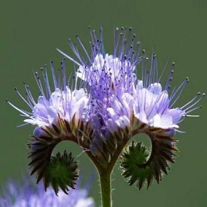 Fiddleneck Flower Seeds for Planting 100