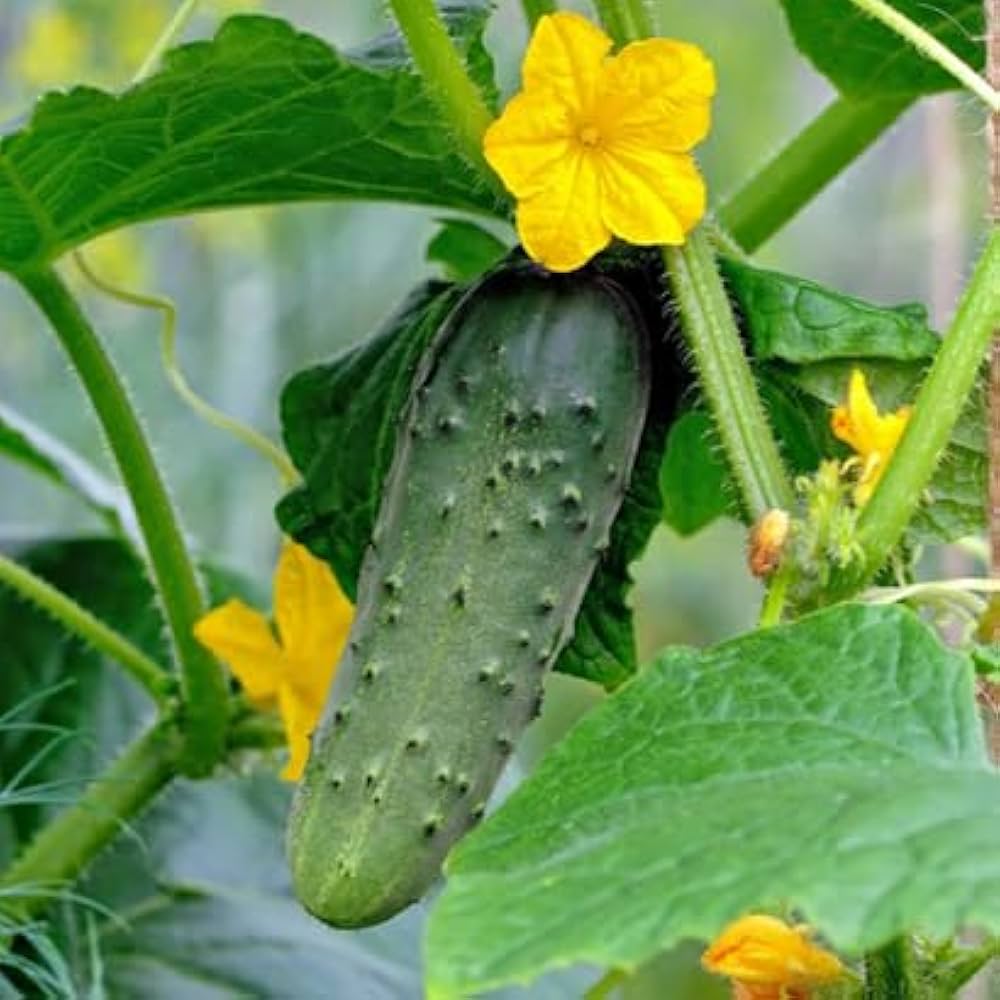 Cucumber 'Alibi' Seeds for Garden and Container Planting