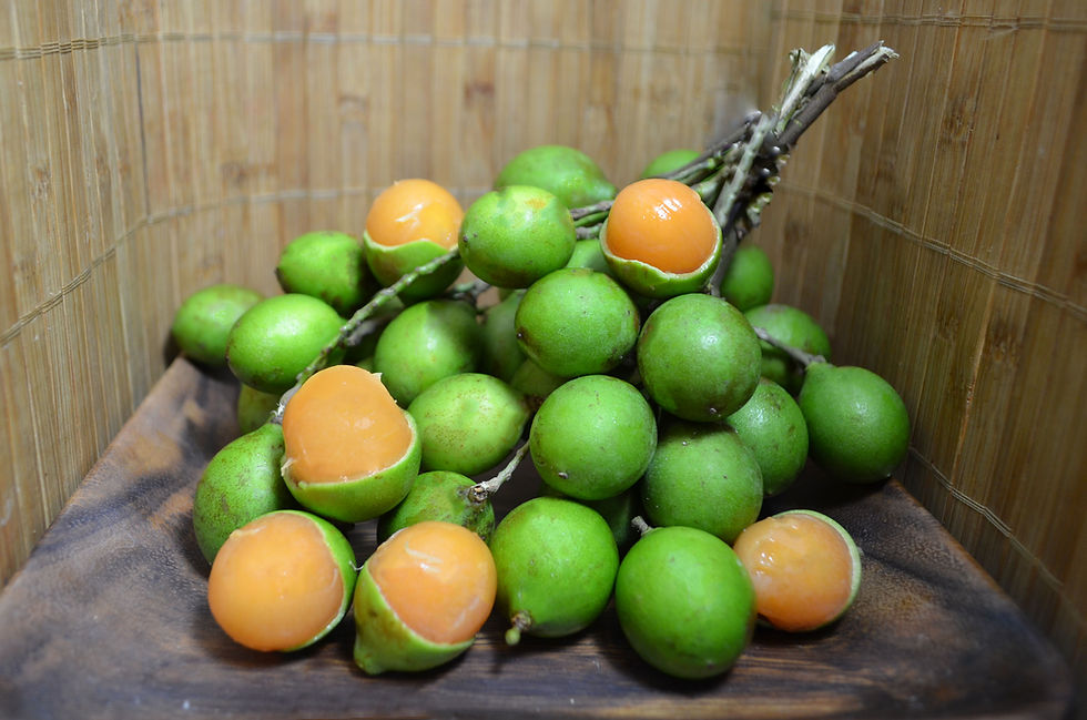 Quenepa (Melicoccus bijugatus) – Tropical Fruit Seeds