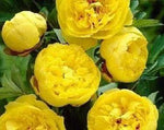 Yellow Peony Flower Seeds for Planting - NON GMO Seeds for planting in home garden