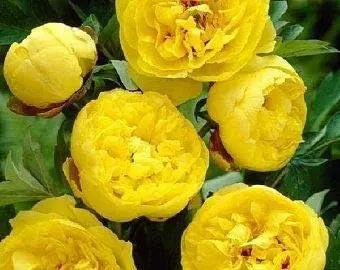 Yellow Peony Flower Seeds for Planting - NON GMO Seeds for planting in home garden