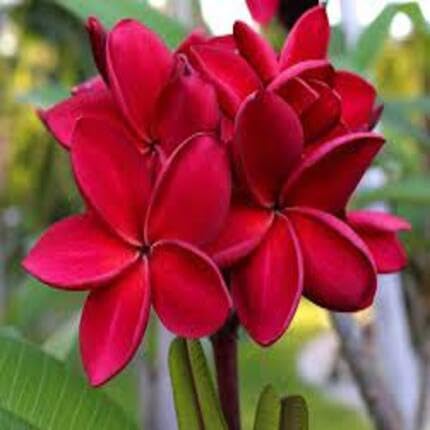 Plumeria Flower Red - Heirloom, Non - Gmo Seeds
