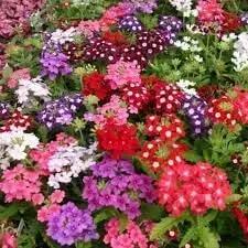 Verbena Dwarf Mix Flower Seeds for Planting - NON GMO Seeds for planting in home garden