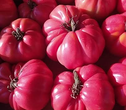 Dark Pink Tomato Solanum lycopersicum for planting in urban garden