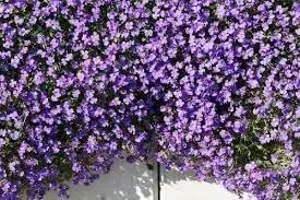 Aubrieta Cascade Flower Seeds for Planting – NON GMO Seeds Dhara Seeds