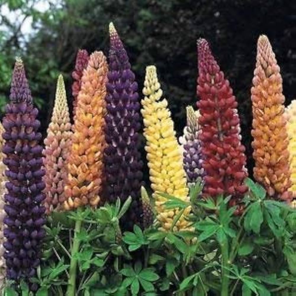 Colorful Lupine Lupinus polyphyllus for planting in cottage garden