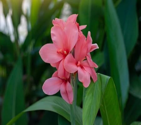 Canna Lily Flower - Heirloom, Non - Gmo Seeds