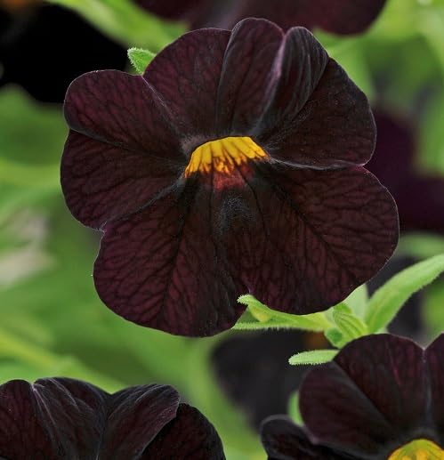 Black Calibrachoa Flower