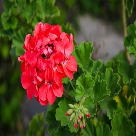Red Geranium Flower - Heirloom, Non - Gmo Seeds