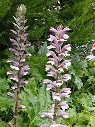 Organic Breeches Flower Seeds for Planting – Heirloom, Non-GMO for planting in your garden.