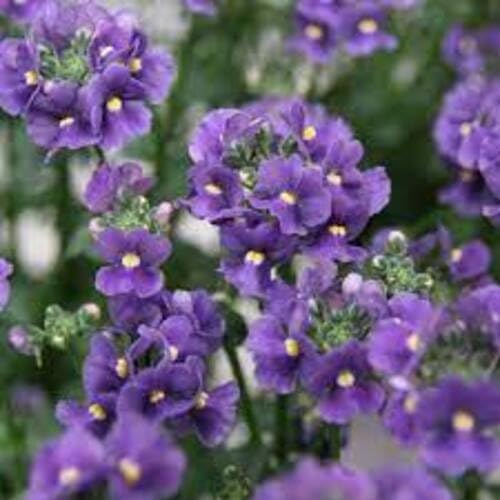 Purple Nemesia Flower - Heirloom, Non - Gmo Seeds