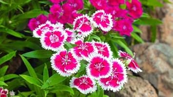 Organic Pink White Dianthus Flower Seeds for Planting – Heirloom, Non-GMO