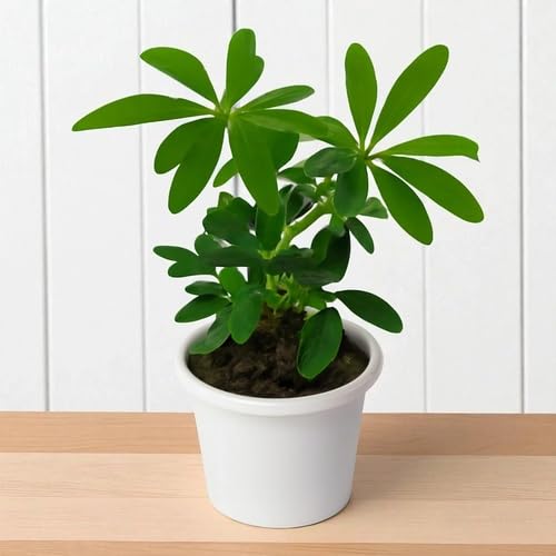 Green Schefflera - Heirloom, Non - Gmo Seeds