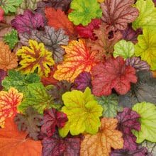 Mixed Heuchera Flower - Heirloom, Non - Gmo Seeds
