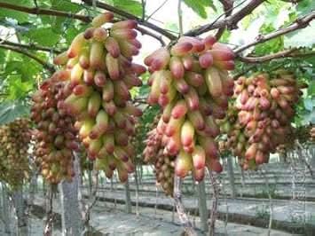 Manicure Finger Grape Fruit Seeds for Planting - Compact Variety for Small Gardens