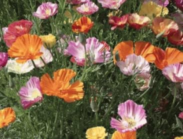 close-up of crepe-like textured petals on colorful Ballerina poppy flowers

