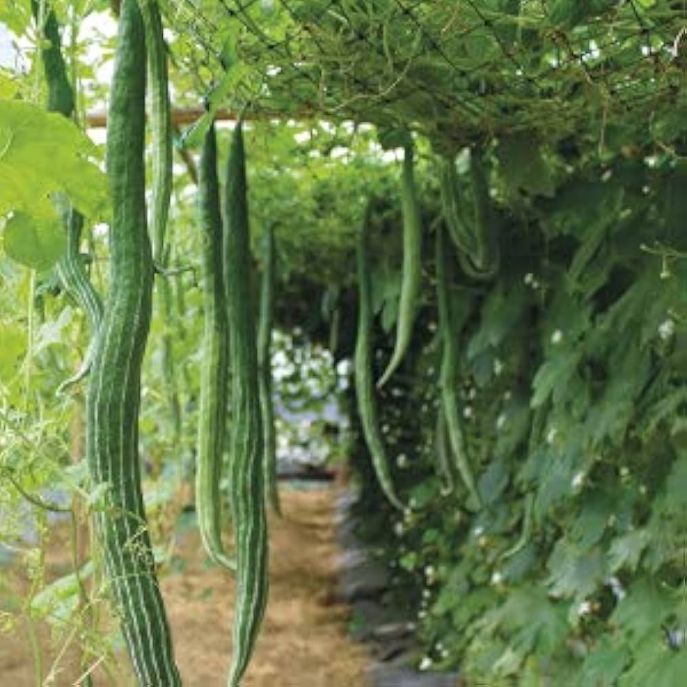 Snake Gourd Seeds for Planting Trichosanthes Cucumerina trellis vegetable patch