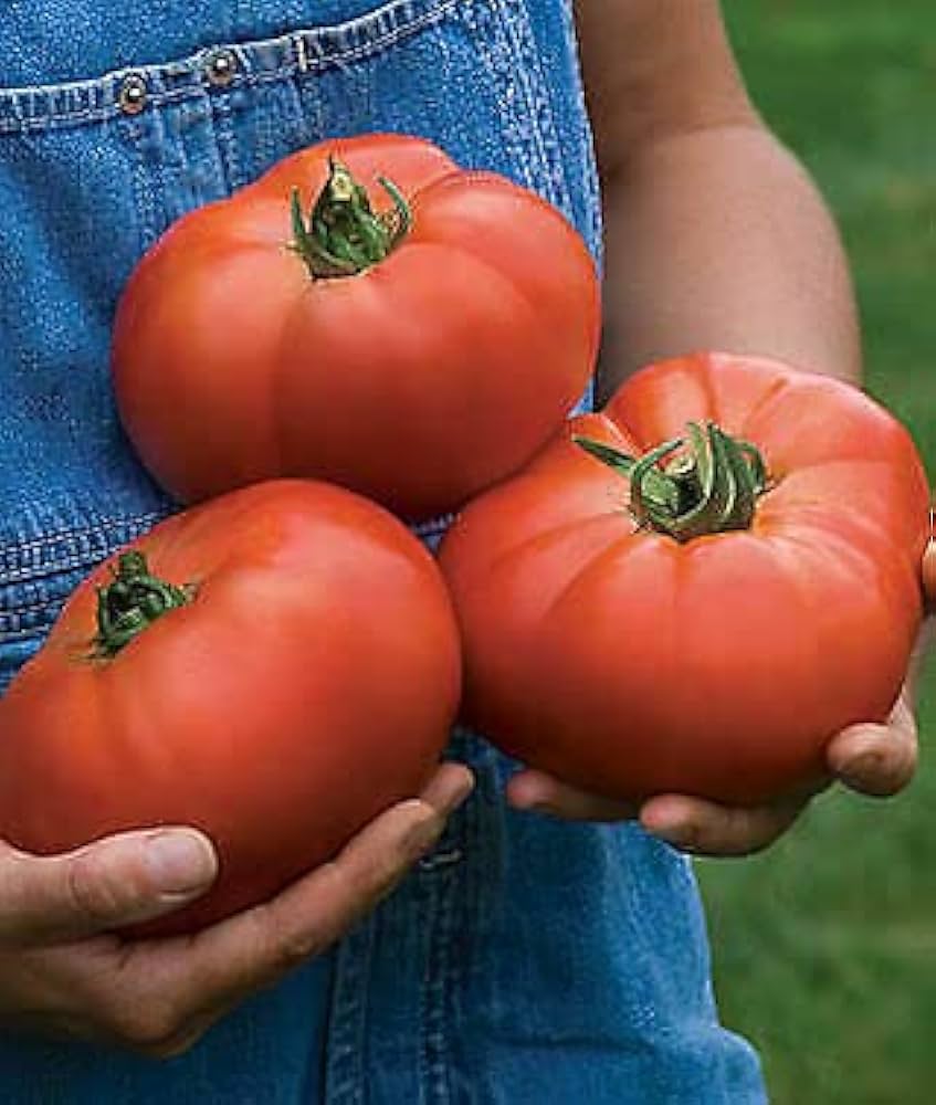 Beefsteak Tomato Solanum lycopersicum Seeds for Planting vegetable patch kitchen garden