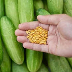 Cucumber Cucumis sativus for planting in vegetable patch