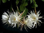 Heirloom White Epiphyllum Oxypetalum Flower Seeds – Non-GMO Night Blooming Garden Seeds seeds for planting in home garden