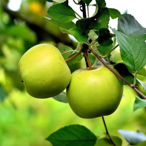 Green Apple Fruit - Heirloom, Non - Gmo Seeds