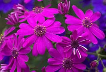 Purple Florist Cineraria Flower Heirloom Non Gmo Image