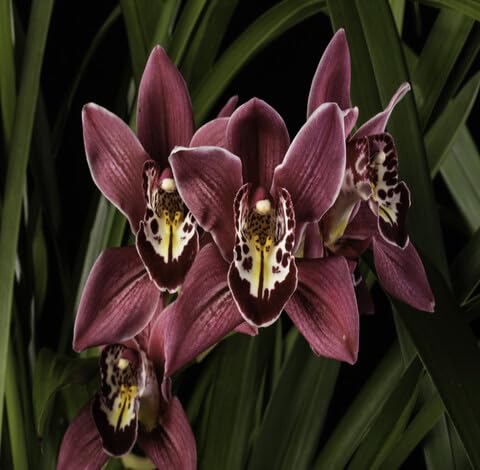 Marron Cymbidium Flower - Heirloom, Non - Gmo Seeds