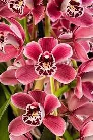 Milii Flower Seeds for Planting - NON GMO Seeds Dhara Seeds