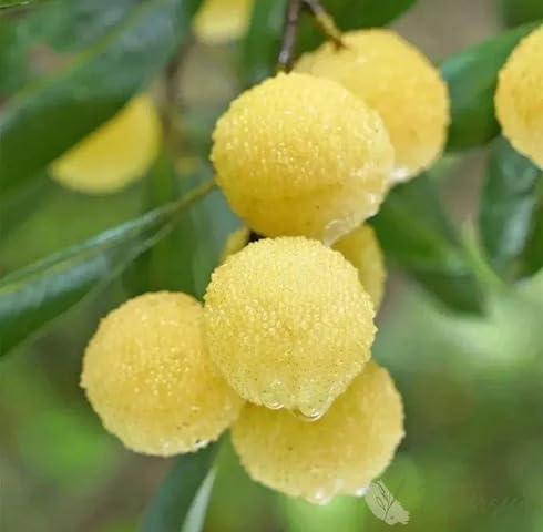 Yellow Bayberry Fruit - Heirloom, Non - Gmo Seeds