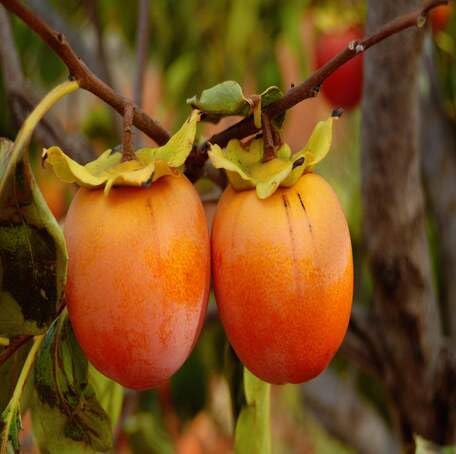 Orange Persimmon Fruit - Heirloom, Non - Gmo Seeds