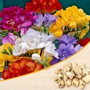 Freesia Flower Seeds for Planting  -Hierloom Flower Seeds