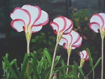 Red White Versicolor Flower Seeds for Planting - 100 seeds for planting in home garden