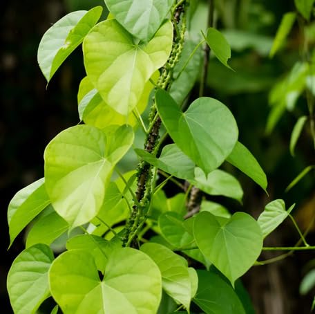 Green Tinospora Cordifolia - Heirloom, Non - Gmo Seeds