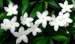 Tabernaemontana Flower Seeds – Heirloom Non-GMO Seeds for Fragrant Garden Planting - Flower for planting in home garden